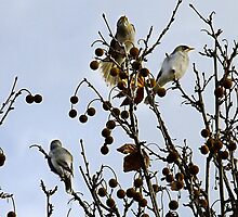 Shake a Tail Feather by Julia Harwood