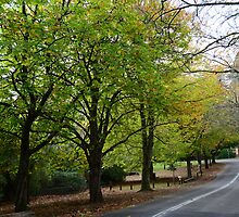 THE AVENUE, MOUNT WILSON by Phil Woodman