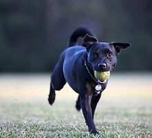 Staffordshire Bull Terrier Cross running with tennis ball in mouth and wearing heart dogtag by Sharpeyeimages
