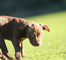 American Pit Bull Terrier dog with funny expression, taken at an angle by Sharpeyeimages
