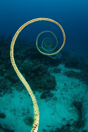 Spiral Coral