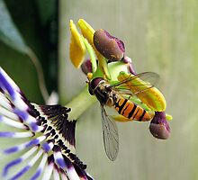 Hoverfly on a Passionflower by Hans Bax
