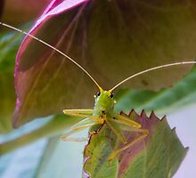 Bush Cricket by MikeSquires