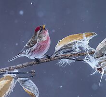 Common Redpoll (Carduelis flammea) in Gently Falling Snow by Bill McMullen