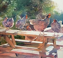 Chooks will be chooks by Natasha Hodgson
