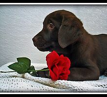 Be my Valentine! by DennisThornton