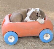 A Perfect Fit by Ginny York