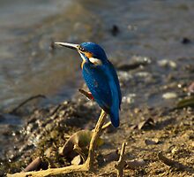 Kingfisher by Cole Stockman