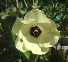 Giant Yellow Hibiscus 'Old Yella' by Christine "Xine" Segalas
