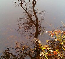 Octobers Reflection... by linmarie