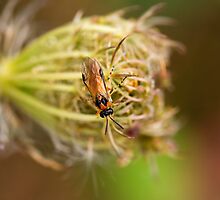 Turnip Sawfly by Sue Robinson