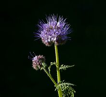 Phacelia tanacetifolia Wild flower by Sue Robinson