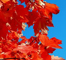 Fall is almost gone..The world will still be turning when you're gone...Lost in the wheels of confusion by jammingene