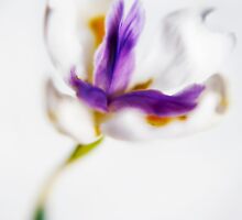 Wild Iris, front by papillonphoto