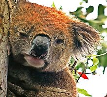 Otways Koala by tmac