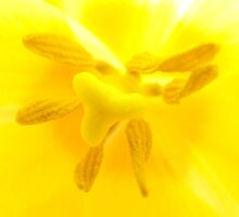 Yellow Tulip In Macro by tmac