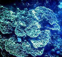 Coral by tmac