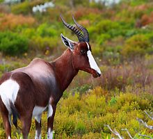 Bontebok by Cameron B