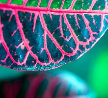 Croton - Boring Name for a Stunning Foliage by jayneeldred