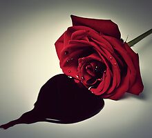 Embrace the Dark by April Koehler