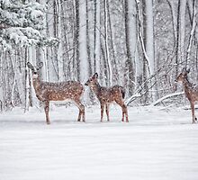 Winter Visit by Karol Livote