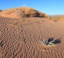 Kelso sand dunes by zumi