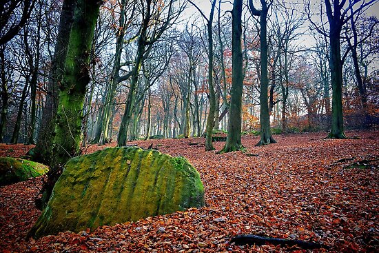 Chevin Forest Park