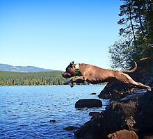 Learning to fly by Deanna Maxwell
