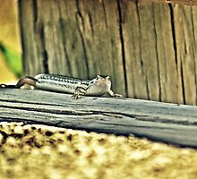 20090107- DSC05602 Googong Lizard f by tmac