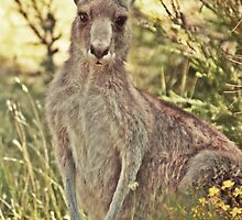 20090107 - DSC05633 - Googong Roo d by tmac