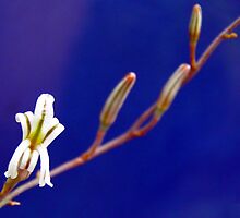Small Aloe Flower by Michelle Ricketts