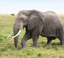 Bull Elephant Following the Herd, Amboseli, Kenya by Carole-Anne