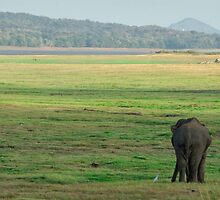Wild Asia by M-A-K