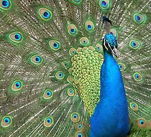 Peacock Strutting by Gary Horner