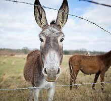 Humble Little Burro by Bonnie T. Barry