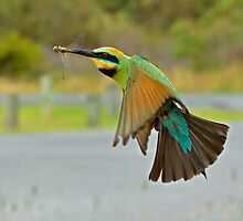 Rainbow Bee-Eater 83 by John Van-Den-Broeke