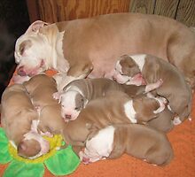 Goodnight....Sleep Tight by Ginny York