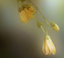 Hope Smiles... by enchantedImages