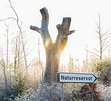 Gamla Åminne Naturreservat entry by João Figueiredo