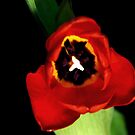 Red Tulip by axp7884