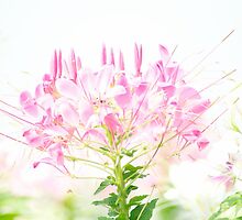 Happiness is...appreciate pastel flowers.. by Kornrawiee