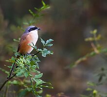 The china birds - pd by houenying