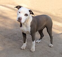 Hi Carla ~ It's Me Ruby! by Ginny York