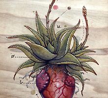 Aloe Glauca Heart by Fay Helfer