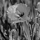 Monochrome Poppy by axp7884