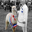 Northumberland Show Alpaca by axp7884