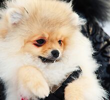 A Little Cutie II by JennyRainbow