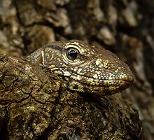 Varanus in tree by Inez Wijker