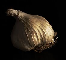 Allium Sativum 'Cristo' by Nigel Bangert