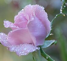 GENTLE DROPS by thedove63